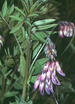 Vicia orobus httpsuploadwikimediaorgwikipediacommonsthu