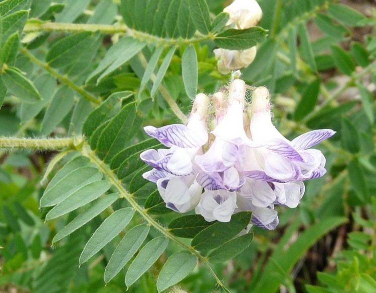 Vicia orobus Viciaorobus