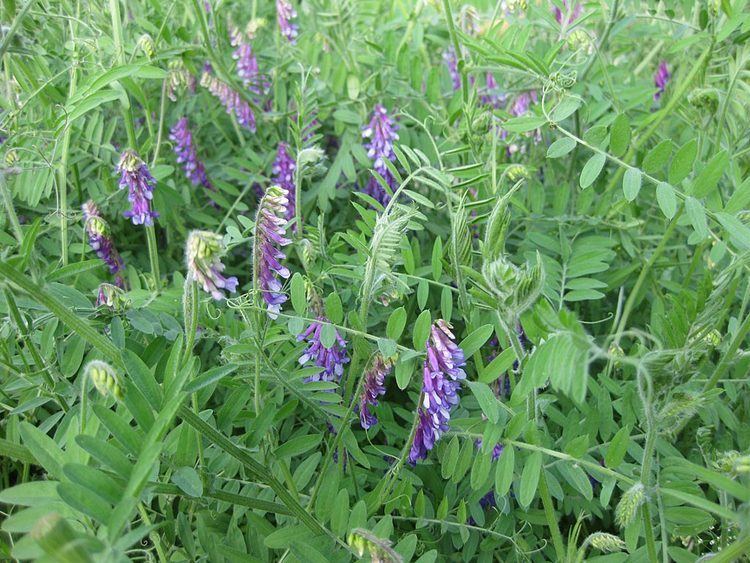 Vicia villosa Bonte wikke Vicia villosa Online bestellen bij CruydtHoeck