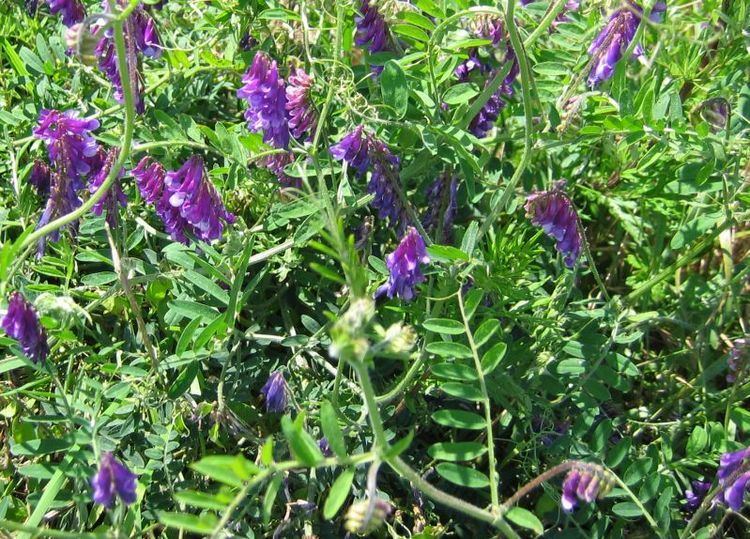 Vicia villosa Vicia villosa Wikipedia