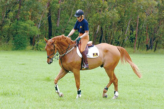 Vicki Roycroft Vicki Roycroft talks about Training Jumpers The Horse Magazine