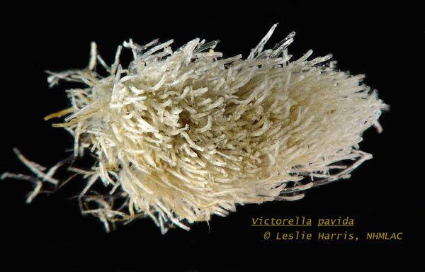 Victorella invasionssieduSpImagesvictorellapavida1jpg