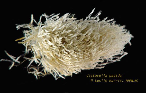 Victorella pavida NEMESIS Database Species Summary