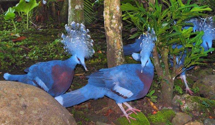 Victoria crowned pigeon 5 Interesting Facts About Victoria Crowned Pigeons Hayden39s Animal