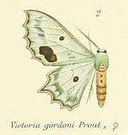 Victoria (moth) httpsuploadwikimediaorgwikipediacommonsthu
