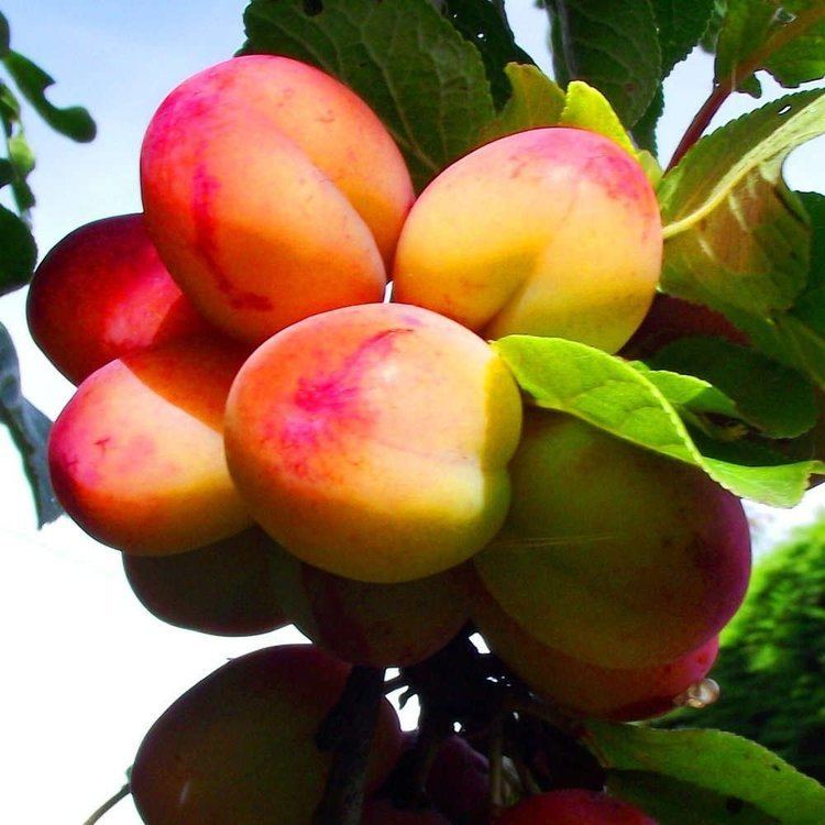 Victoria plum Victoria Plum Tree Buy Plum Trees Online Quality Fruit Trees