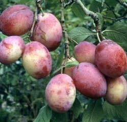 Victoria plum Buy Victoria plum tree online FREE UK DELIVERY FREE 3 YEAR TREE