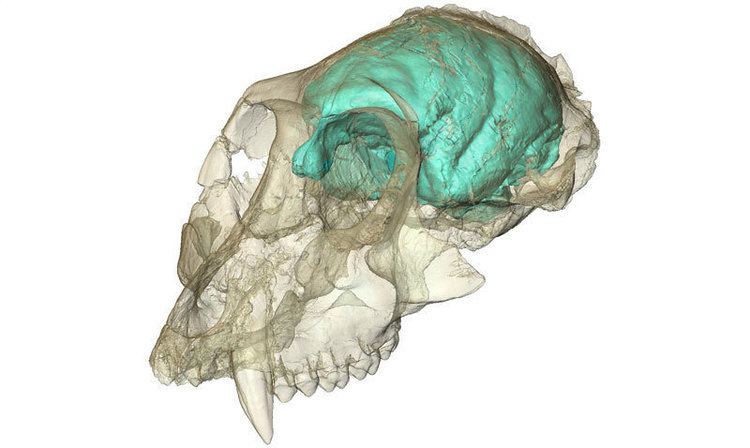 Victoriapithecus Complexity before size Old world monkey had a tiny but complex
