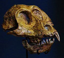 Victoriapithecus httpsuploadwikimediaorgwikipediacommonsthu