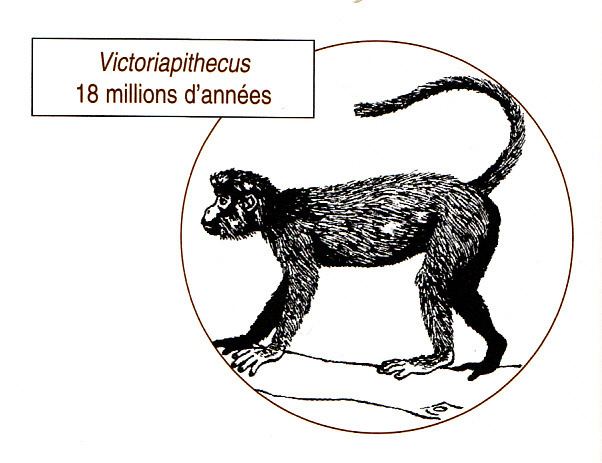 Victoriapithecus An ancient monkey skull hints to how primate brains might have evolved