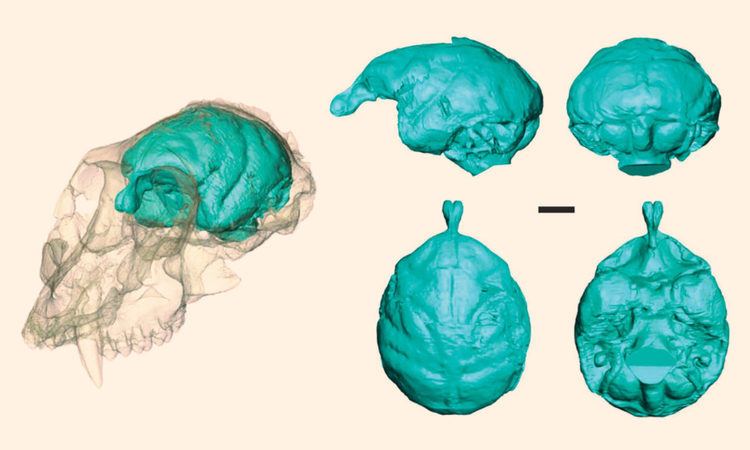 Victoriapithecus Victoriapithecus Paleontologists Visualize Brain of 15MYearOld