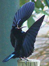 Victoria's riflebird httpsuploadwikimediaorgwikipediacommonsthu