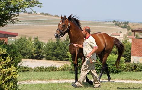 Victory Gallop Victory Gallop A Star In Growing Turkish Industry Around The Globe