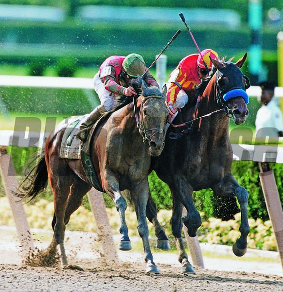 Victory Gallop BloodHorse Photo Store Photo Keywords victory gallop