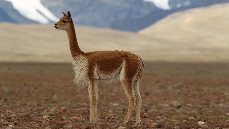Vicuña Vicuna Wildlife Guide to Chile