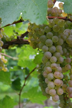 Vidal blanc Vidal Blanc Wine Information