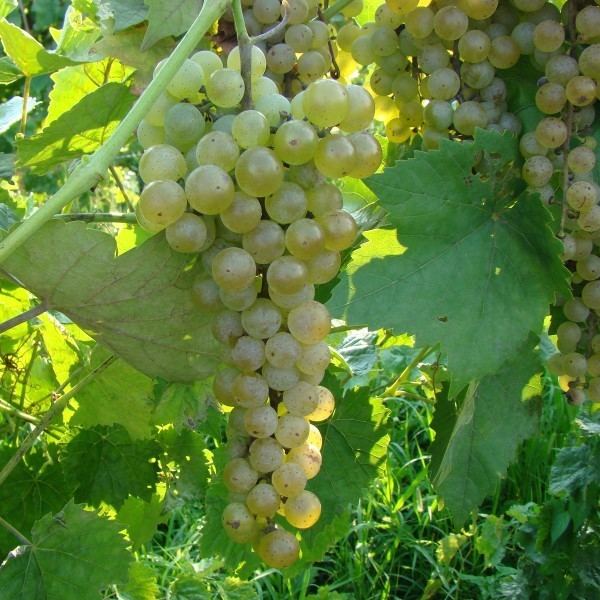 Vidal blanc Buy Vidal Blanc Grape Vines For Sale Double A Vineyards