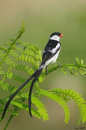 Viduidae 1000 images about BirdsViduidaeWhydahs on Pinterest Seasons
