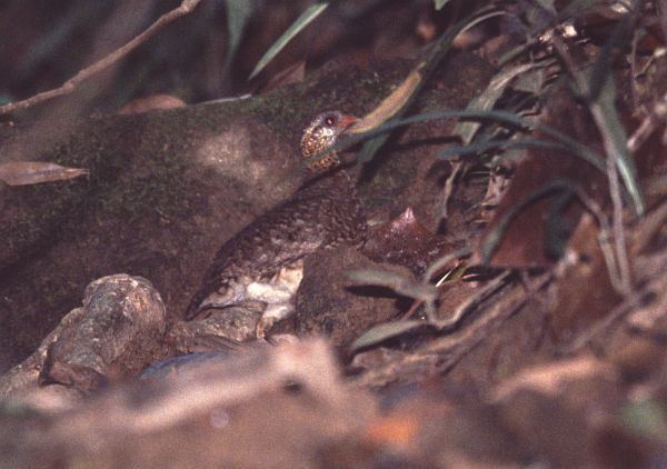 Vietnam partridge orientalbirdimagesorgimagesdataannampartridge