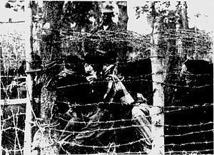 Vietnamese border raids in Thailand httpsuploadwikimediaorgwikipediaenthumbb