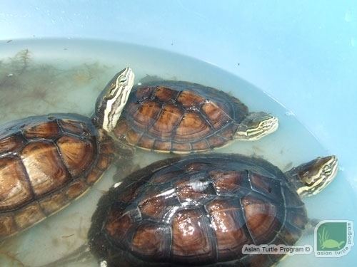 Vietnamese pond turtle Mauremys come home 2006