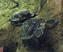 Vietnamese pond turtle httpsuploadwikimediaorgwikipediacommonsthu