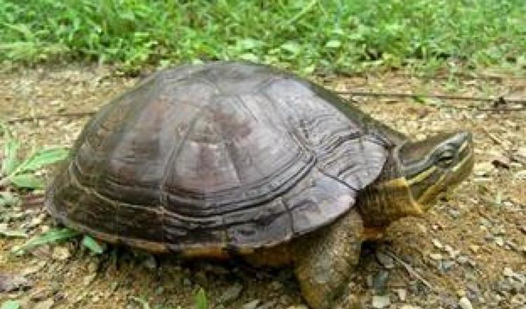 Vietnamese pond turtle Vietnamese Pond Turtle Mauremys annamensis refound in wild by