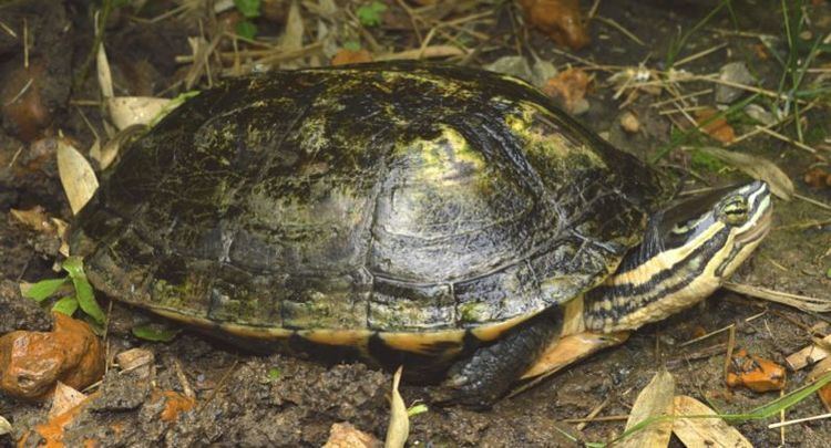 Vietnamese pond turtle Tortoise and Freshwater Turtle Specialist Group