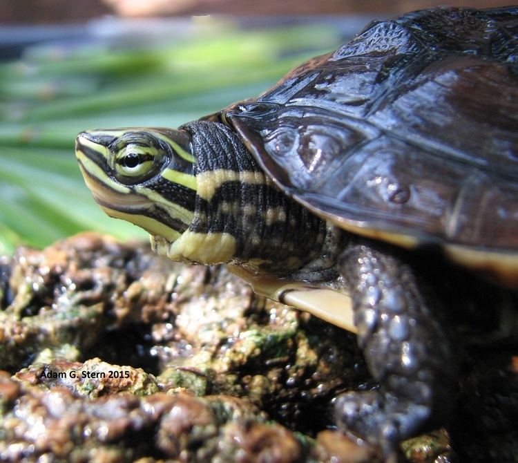 Vietnamese pond turtle FileVietnamese Pond Turtle Mauremys annamensis Adam G Sternjpg