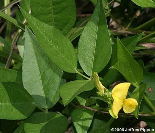 Vigna luteola Vigna cow pea