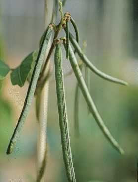 Vigna umbellata NARO Genebank Illustrated Plant Genetic Resources Database Rice bean