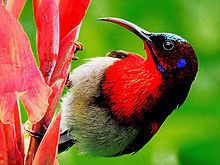 Vigors's sunbird httpsuploadwikimediaorgwikipediacommonsthu