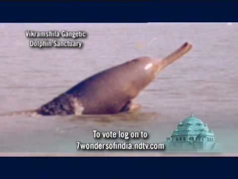 Vikramshila Gangetic Dolphin Sanctuary 7 Wonders of India Vikramshila Gangetic Dolphin Sanctuary YouTube