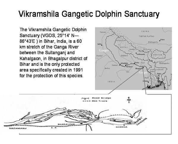 Vikramshila Gangetic Dolphin Sanctuary From River Ganga to Sarasota Bay