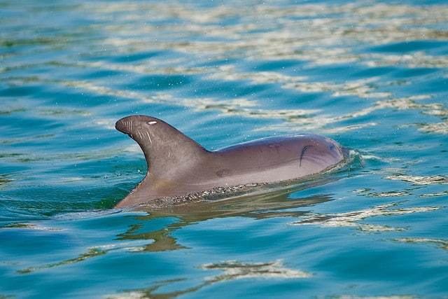 Vikramshila Gangetic Dolphin Sanctuary Complete Guide to Vikramshila Gangetic Dolphin Sanctuary Bihar