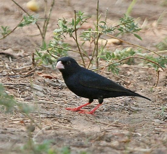 Village indigobird Village Indigobird BirdForum Opus