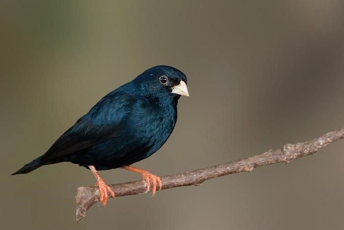 Village indigobird Village indigobird Vidua chalybeata Ada Foah Ghana Birds