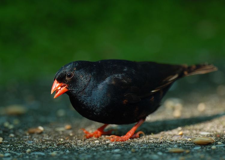 Village indigobird Village Indigobird