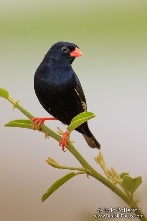 Village indigobird wwwbirdsinfocuscomgalleriesjuddpattersonVill