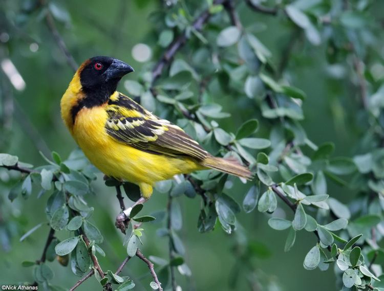 Village weaver Village weaver