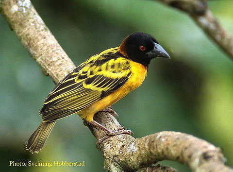 Village weaver weaver