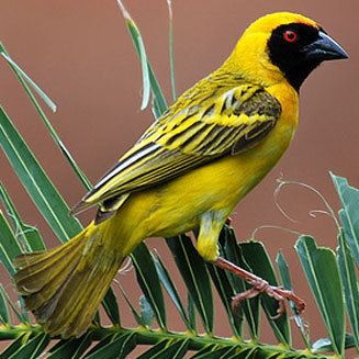 Village weaver animalialifeclubdataimagesvillageweavervill