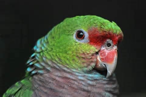 Vinaceous-breasted amazon More on Amazona vinacea Vinaceous Parrot