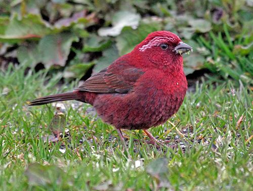 Vinaceous rosefinch wwwbirdquesttourscomgalleryVinaceous20Rosefi