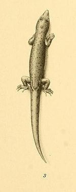 Vincent's least gecko httpsuploadwikimediaorgwikipediacommonsthu