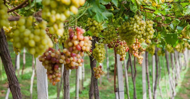 Vinho Verde 7 Things You Need To Know About Vinho Verde VinePair