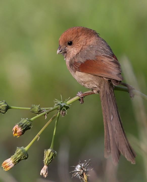 Vinous-throated parrotbill Vinousthroated Parrotbill Sinosuthora webbiana videos photos and