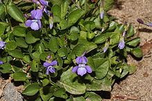 Viola adunca Viola adunca Wikipedia