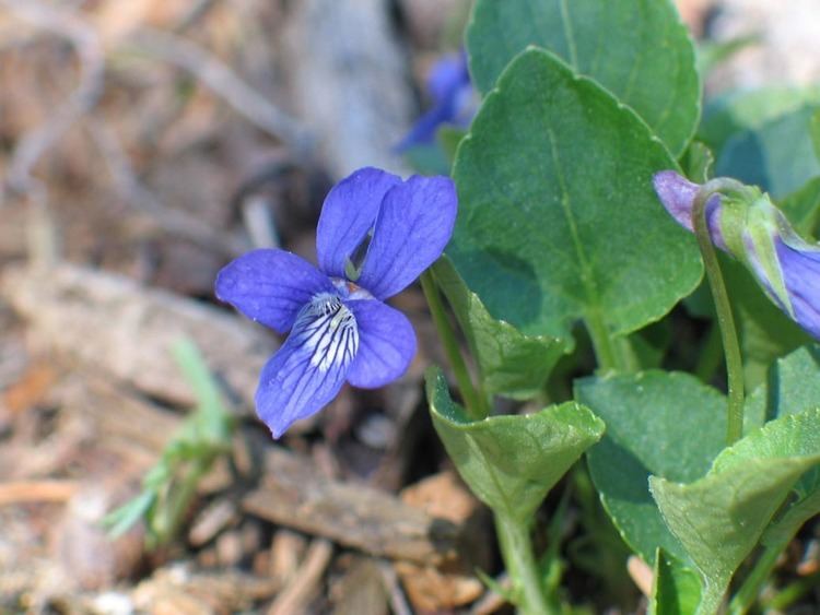 Viola adunca hasbrouckasueduimglibseinetViolaceaephotosV