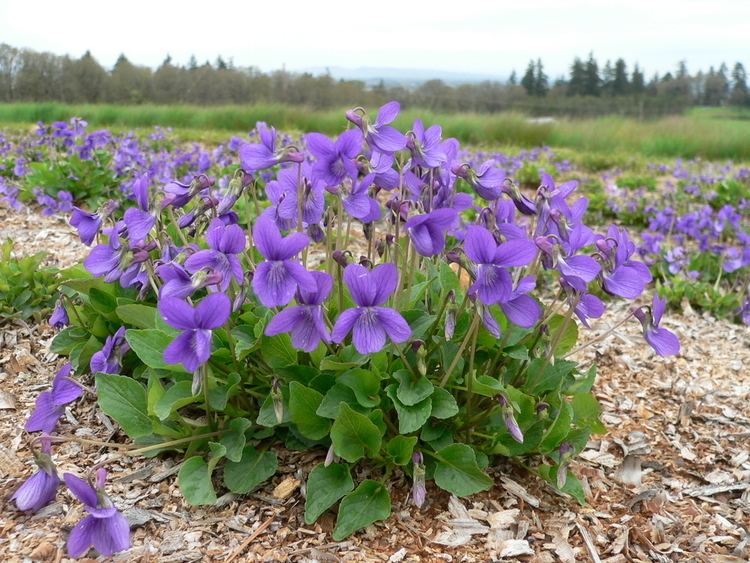 Viola adunca Hookedspur VioletEarlyblue Violet Viola adunca Wholesale